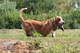 BASSET HOUND 214